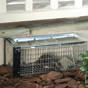 Havahart 0745 Extra Small 1-Door Humane Catch and Release Live Animal Trap for Squirrels, Chipmunks, Rats, Weasels, and Small Animals