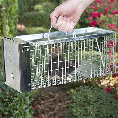 Havahart 0745 Extra Small 1-Door Humane Catch and Release Live Animal Trap for Squirrels, Chipmunks, Rats, Weasels, and Small Animals