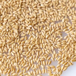 grain, wheat – hard white – 1 lb ~8,000 seeds – triticum aestivum – non-gmo, open pollinated – farm & garden grain – emergency storage, cover crop