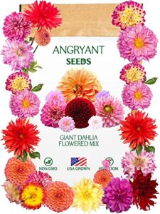 giant dahlia flowered mix – beautiful flowers seeds for planting outdoors in your home garden – 144+ non gmo seeds per packet – mix seeds to attract pollinators: birds, butterflies, and bees