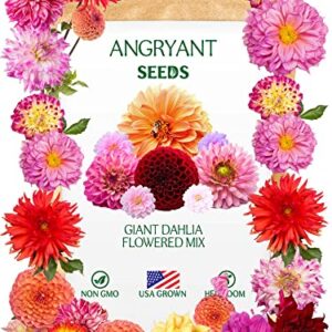 Giant Dahlia Flowered Mix - Beautiful Flowers Seeds for Planting Outdoors in Your Home Garden - 144+ Non GMO Seeds Per Packet - Mix Seeds to Attract Pollinators: Birds, Butterflies, and Bees