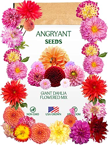 Giant Dahlia Flowered Mix - Beautiful Flowers Seeds for Planting Outdoors in Your Home Garden - 144+ Non GMO Seeds Per Packet - Mix Seeds to Attract Pollinators: Birds, Butterflies, and Bees