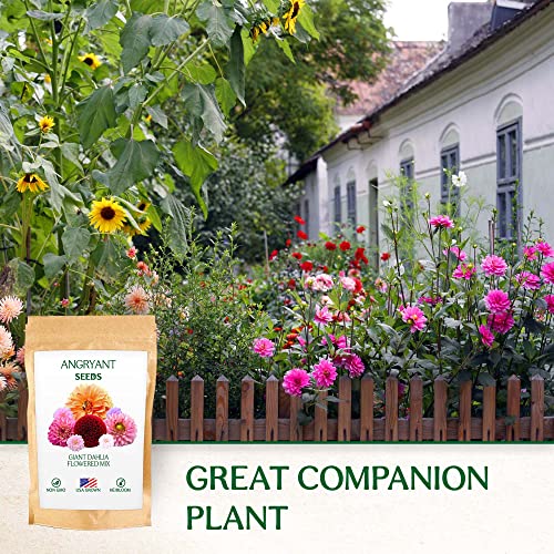 Giant Dahlia Flowered Mix - Beautiful Flowers Seeds for Planting Outdoors in Your Home Garden - 144+ Non GMO Seeds Per Packet - Mix Seeds to Attract Pollinators: Birds, Butterflies, and Bees