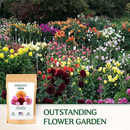 Giant Dahlia Flowered Mix - Beautiful Flowers Seeds for Planting Outdoors in Your Home Garden - 144+ Non GMO Seeds Per Packet - Mix Seeds to Attract Pollinators: Birds, Butterflies, and Bees