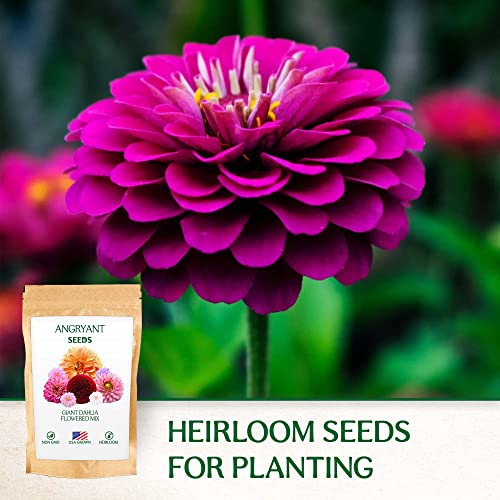 Giant Dahlia Flowered Mix - Beautiful Flowers Seeds for Planting Outdoors in Your Home Garden - 144+ Non GMO Seeds Per Packet - Mix Seeds to Attract Pollinators: Birds, Butterflies, and Bees