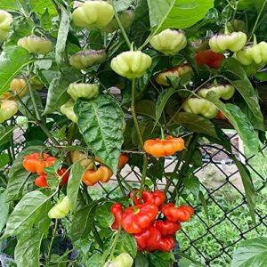 QAUZUY GARDEN 100 Seeds Aji Dulce Sweet Chili Pepper Ajicitoo Aji Gustoso Cachucha Seed Premium Non-GMO Seeds Mild Heat Delicious Pepper for Garden Home