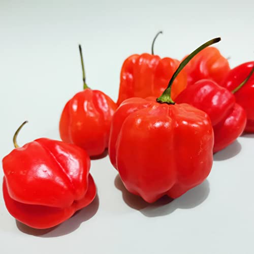 QAUZUY GARDEN 100 Seeds Aji Dulce Sweet Chili Pepper Ajicitoo Aji Gustoso Cachucha Seed Premium Non-GMO Seeds Mild Heat Delicious Pepper for Garden Home