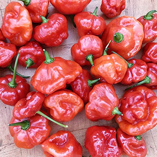 QAUZUY GARDEN 100 Seeds Aji Dulce Sweet Chili Pepper Ajicitoo Aji Gustoso Cachucha Seed Premium Non-GMO Seeds Mild Heat Delicious Pepper for Garden Home