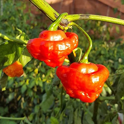 QAUZUY GARDEN 100 Seeds Aji Dulce Sweet Chili Pepper Ajicitoo Aji Gustoso Cachucha Seed Premium Non-GMO Seeds Mild Heat Delicious Pepper for Garden Home