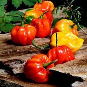 QAUZUY GARDEN 100 Seeds Aji Dulce Sweet Chili Pepper Ajicitoo Aji Gustoso Cachucha Seed Premium Non-GMO Seeds Mild Heat Delicious Pepper for Garden Home