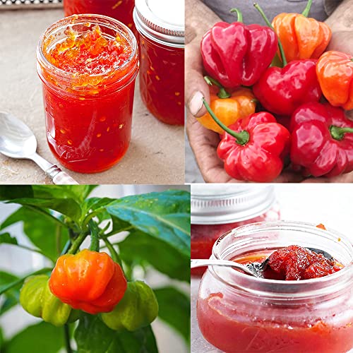 QAUZUY GARDEN 100 Seeds Aji Dulce Sweet Chili Pepper Ajicitoo Aji Gustoso Cachucha Seed Premium Non-GMO Seeds Mild Heat Delicious Pepper for Garden Home