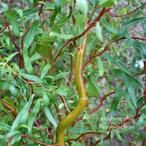 new life nursery & garden scarlet curls weeping willow, live plant, quart pot