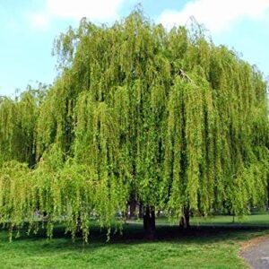 New Life Nursery & Garden Scarlet Curls Weeping Willow, Live Plant, Quart Pot