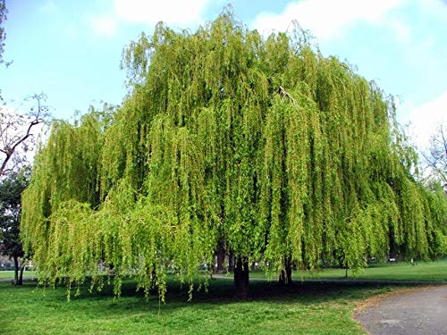 New Life Nursery & Garden Scarlet Curls Weeping Willow, Live Plant, Quart Pot