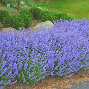 catmint seeds- ‘blue wonder’-(nepeta mussinii)-compact, heat tolerant,perennial,hardy,excellent groundcover! 25 seeds-qauzuy garden