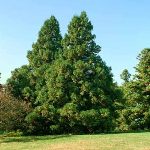 CHUXAY GARDEN 50 Seeds Cryptomeria,Cryptomeria Japonica,Sugi,Japanese Cedar,Japanese Redwood Evergreen Tree Great for Bonsai Easy to Grow & Maintain