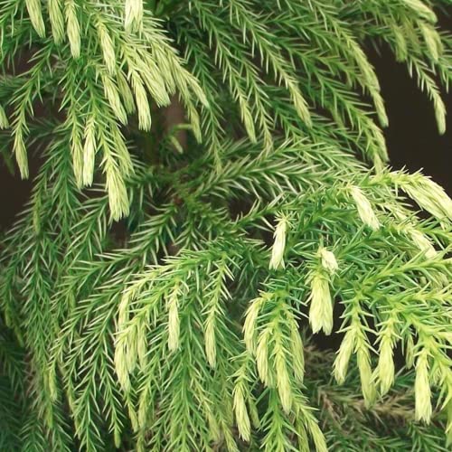 CHUXAY GARDEN 50 Seeds Cryptomeria,Cryptomeria Japonica,Sugi,Japanese Cedar,Japanese Redwood Evergreen Tree Great for Bonsai Easy to Grow & Maintain