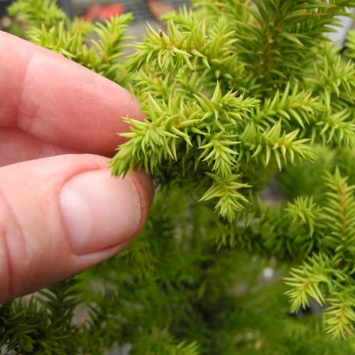 CHUXAY GARDEN 50 Seeds Cryptomeria,Cryptomeria Japonica,Sugi,Japanese Cedar,Japanese Redwood Evergreen Tree Great for Bonsai Easy to Grow & Maintain