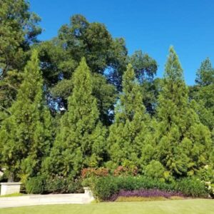 CHUXAY GARDEN 50 Seeds Cryptomeria,Cryptomeria Japonica,Sugi,Japanese Cedar,Japanese Redwood Evergreen Tree Great for Bonsai Easy to Grow & Maintain