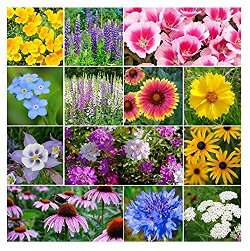 David's Garden Seeds Wildflower Deer Resistant FBA-7132 (Multi) 200 Non-GMO, Heirloom Seeds