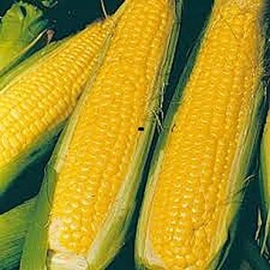papaw’s garden supply llc. helping the next generation grow! nk 199 sweet corn treated seeds, non-gmo, 1 pack of 400 vegetable seeds