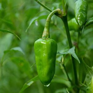 Sweet Cascadura Pepper Seeds , 50+ Heirloom Seeds Per Packet, (Isla's Garden Seeds), Botanical Name: Capsicum annuum, Non GMO Seeds