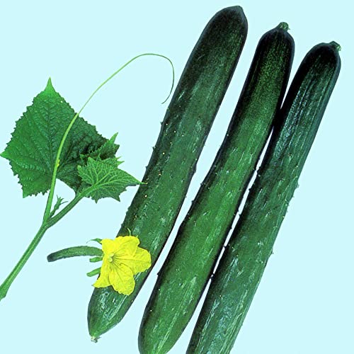 Cucumber Seeds - Tokiwa - 500 Mg Packet ~20 Seeds - Non-GMO, Heirloom - Asian Garden Vegetable