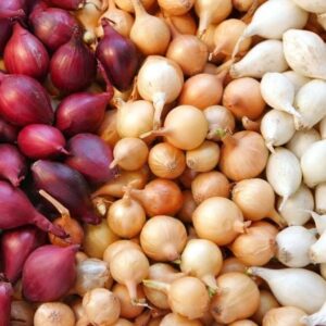 TomorrowSeeds - 3 Colors Mix Onion Sets (Starter Bulbs) Yellow, Red, White Sweet Onions Set for Planting Gardening Noon Day Neutral Vegetable Seed for 2023 - 1/2 Pound