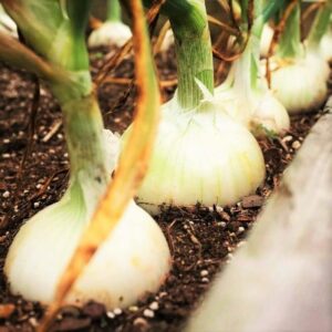 TomorrowSeeds - 3 Colors Mix Onion Sets (Starter Bulbs) Yellow, Red, White Sweet Onions Set for Planting Gardening Noon Day Neutral Vegetable Seed for 2023 - 1/2 Pound