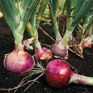 TomorrowSeeds - 3 Colors Mix Onion Sets (Starter Bulbs) Yellow, Red, White Sweet Onions Set for Planting Gardening Noon Day Neutral Vegetable Seed for 2023 - 1/2 Pound