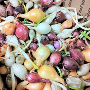 TomorrowSeeds - 3 Colors Mix Onion Sets (Starter Bulbs) Yellow, Red, White Sweet Onions Set for Planting Gardening Noon Day Neutral Vegetable Seed for 2023 - 1/2 Pound