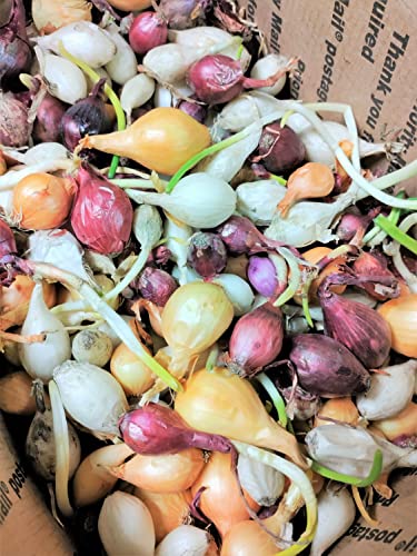 TomorrowSeeds - 3 Colors Mix Onion Sets (Starter Bulbs) Yellow, Red, White Sweet Onions Set for Planting Gardening Noon Day Neutral Vegetable Seed for 2023 - 1/2 Pound