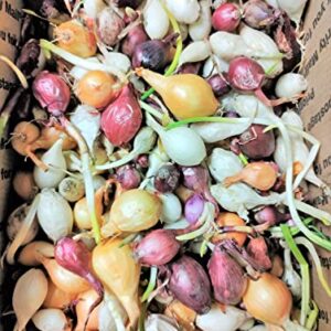 TomorrowSeeds - 3 Colors Mix Onion Sets (Starter Bulbs) Yellow, Red, White Sweet Onions Set for Planting Gardening Noon Day Neutral Vegetable Seed for 2023 - 1/2 Pound