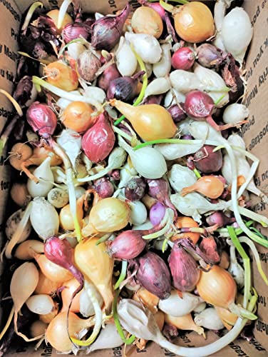 TomorrowSeeds - 3 Colors Mix Onion Sets (Starter Bulbs) Yellow, Red, White Sweet Onions Set for Planting Gardening Noon Day Neutral Vegetable Seed for 2023 - 1/2 Pound