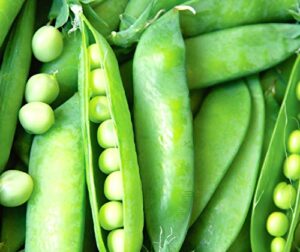 50 lincoln pea seeds | non-gmo | fresh garden seeds