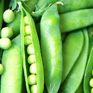 50 Lincoln Pea Seeds | Non-GMO | Fresh Garden Seeds