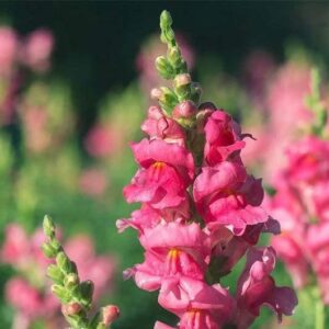 David's Garden Seeds Flower Snapdragon Sonnet Series Rose 2255 (Rose) 25 Non-GMO, Heirloom Seeds