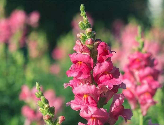 David's Garden Seeds Flower Snapdragon Sonnet Series Rose 2255 (Rose) 25 Non-GMO, Heirloom Seeds