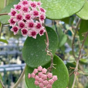 hoya obovata splash live plant houseplants – 3” pot ornaments perennials garden growing planting can grow well pots gift