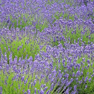 outsidepride perennial lavandula lavender spanish eyes fragrant herb garden, heat, drought tolerant plants – 200 seeds