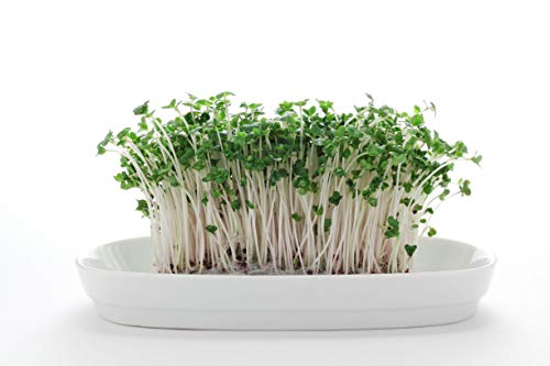 Nature Jims Sprouts Broccoli Sprout Seeds - Certified Organic Broccoli Sprouting Seeds for Indoor/Outdoor Use - Rich in Sulforaphane Healthy, Nutritious Broccoli Seeds Sprout in 5 Days - 8oz