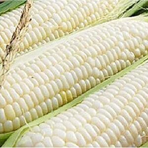 silver queen corn- 50+ seeds- ohio heirloom seeds