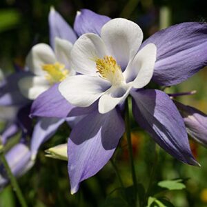 outsidepride aquilegia columbine blue star garden flower plant seeds – 1000 seeds