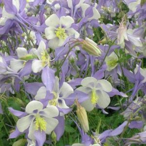 Outsidepride Aquilegia Columbine Blue Star Garden Flower Plant Seeds - 1000 Seeds