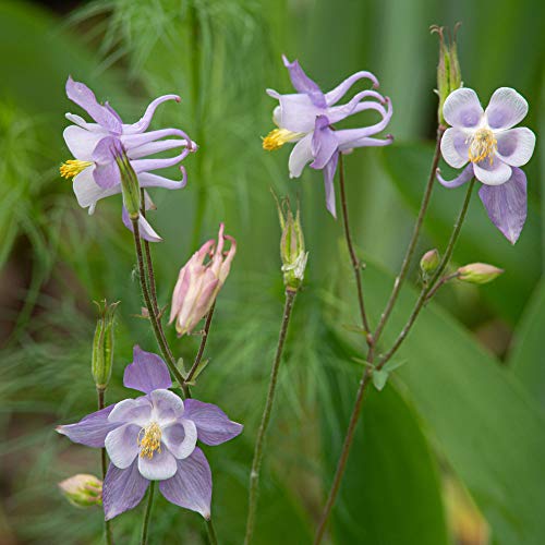 Outsidepride Aquilegia Columbine Blue Star Garden Flower Plant Seeds - 1000 Seeds