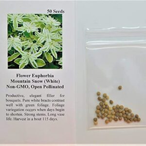 David's Garden Seeds Flower Euphorbia Mountain Snow 3111 (White) 50 Non-GMO, Heirloom Seeds