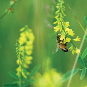chuxay garden 5000 seeds melilotus officinalis,sweet yellow clover,yellow melilot,ribbed melilot,common melilot yellow lovely flowers livestock food landscaping rocks chia garden