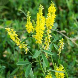 CHUXAY GARDEN 5000 Seeds Melilotus Officinalis,Sweet Yellow Clover,Yellow Melilot,Ribbed Melilot,Common Melilot Yellow Lovely Flowers Livestock Food Landscaping Rocks Chia Garden