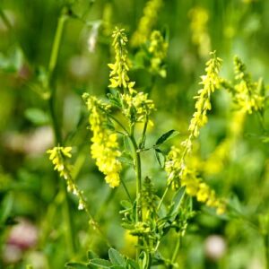 CHUXAY GARDEN 5000 Seeds Melilotus Officinalis,Sweet Yellow Clover,Yellow Melilot,Ribbed Melilot,Common Melilot Yellow Lovely Flowers Livestock Food Landscaping Rocks Chia Garden