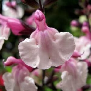 chuxay garden salvia ‘pink frills’ seeds,pink salvia greggii,autumn salvia 40 seeds showy accent plant lovely pink flowers great herb plant easy for planting